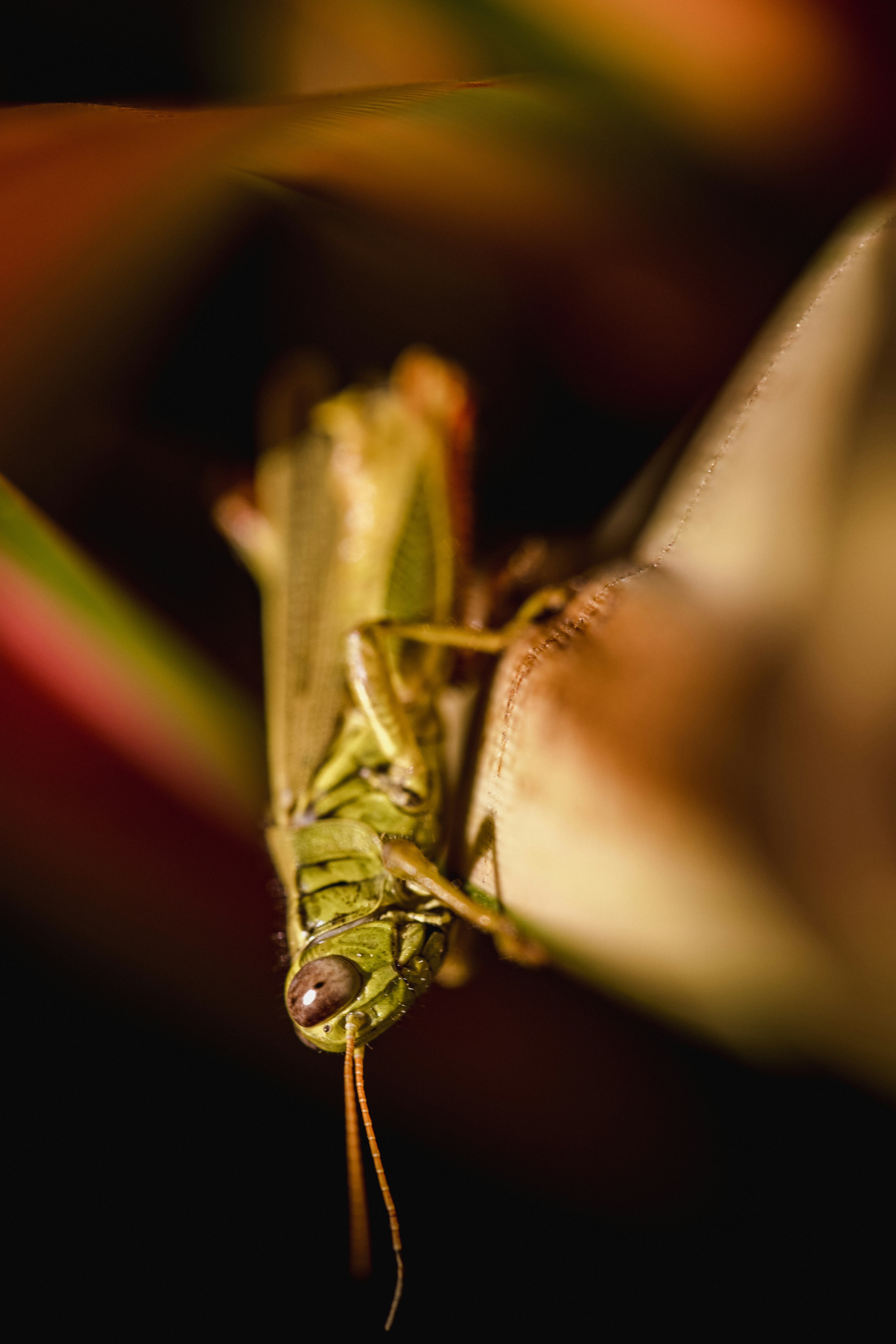 green grasshopper perched on brown stem in tilt shift lens